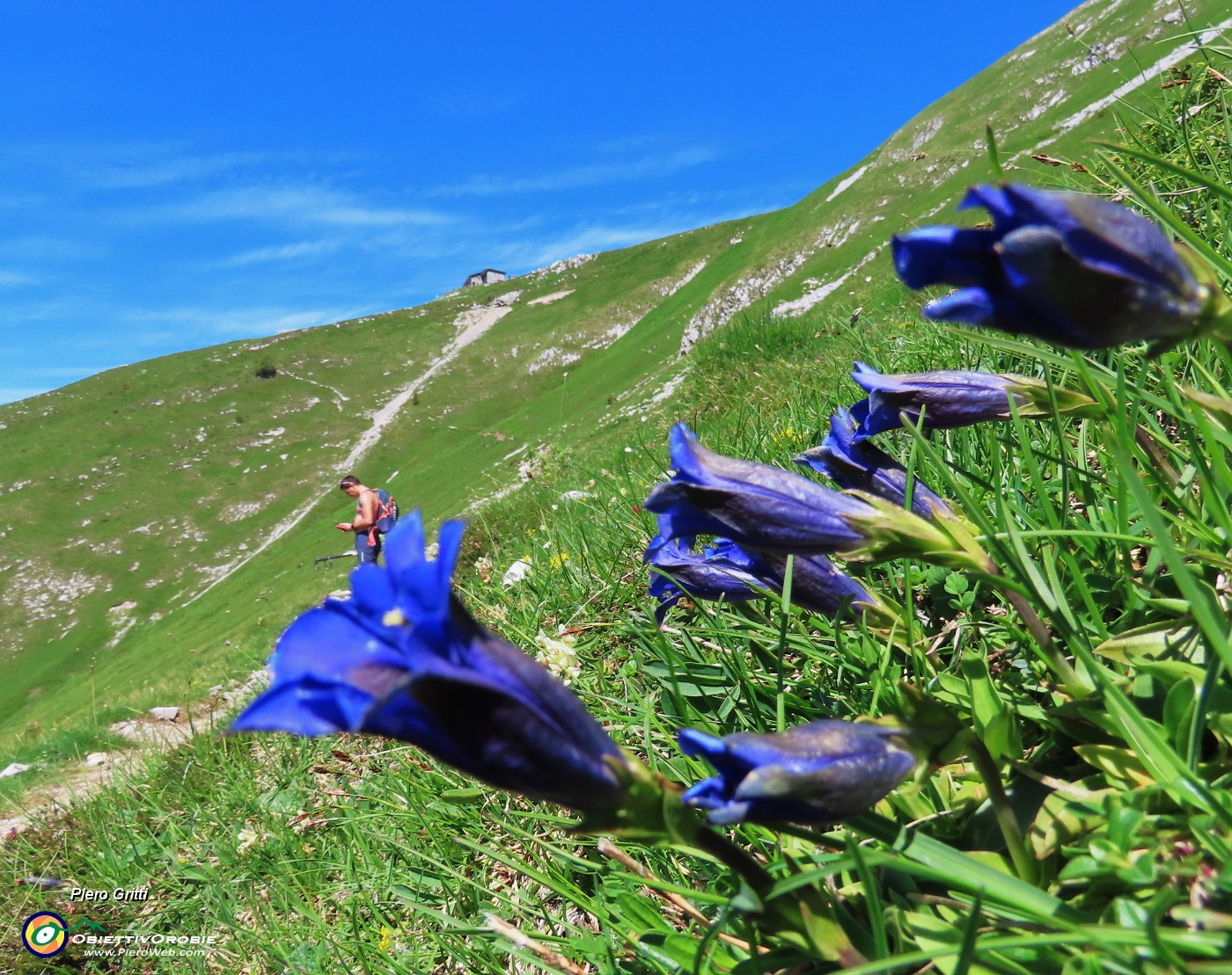 39 Gentiana clusii (Genziana di Clusius) con vista verso Capanna 2000.JPG